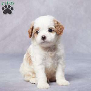 Max, Cavapoo Puppy